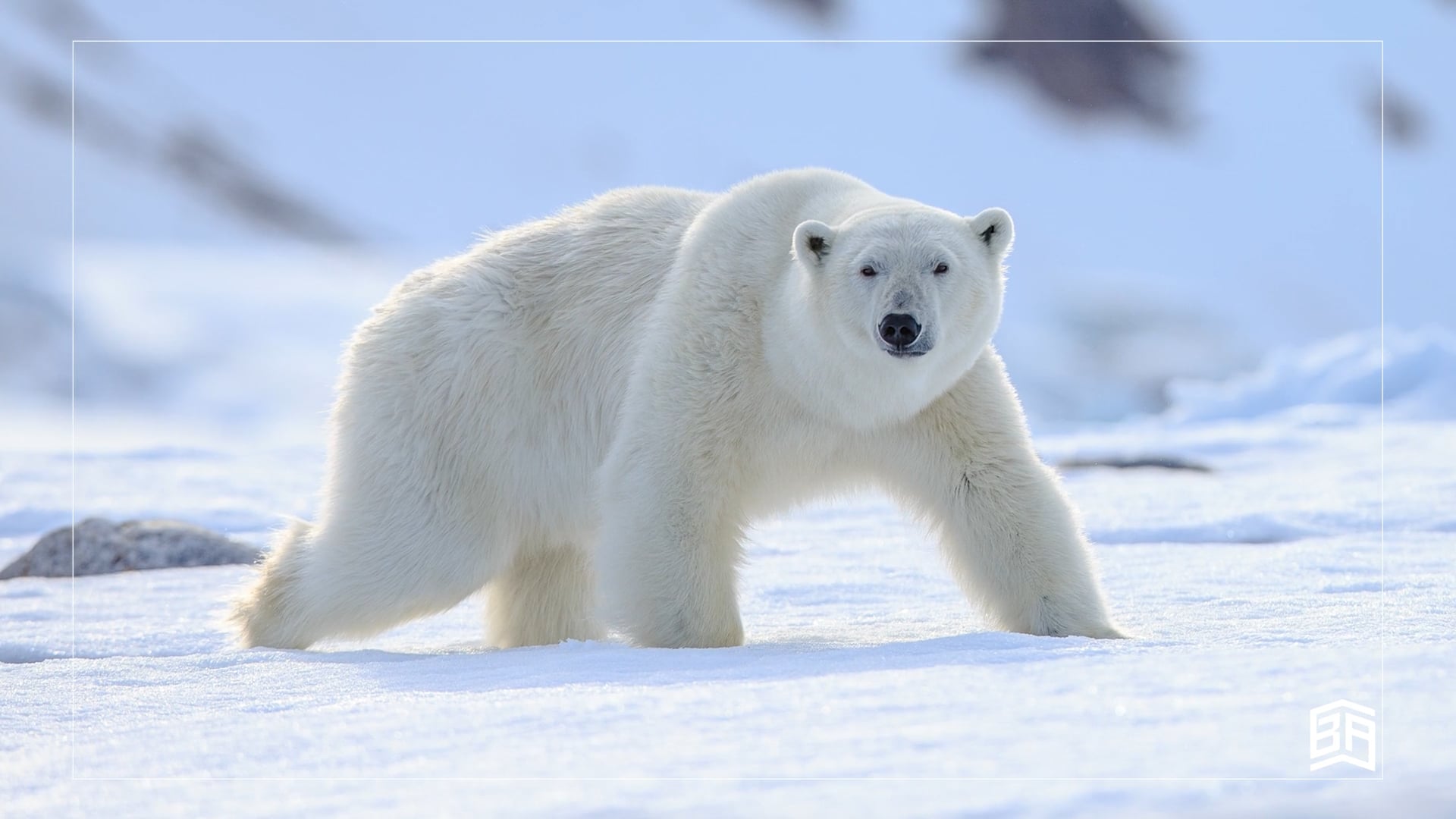 Bears